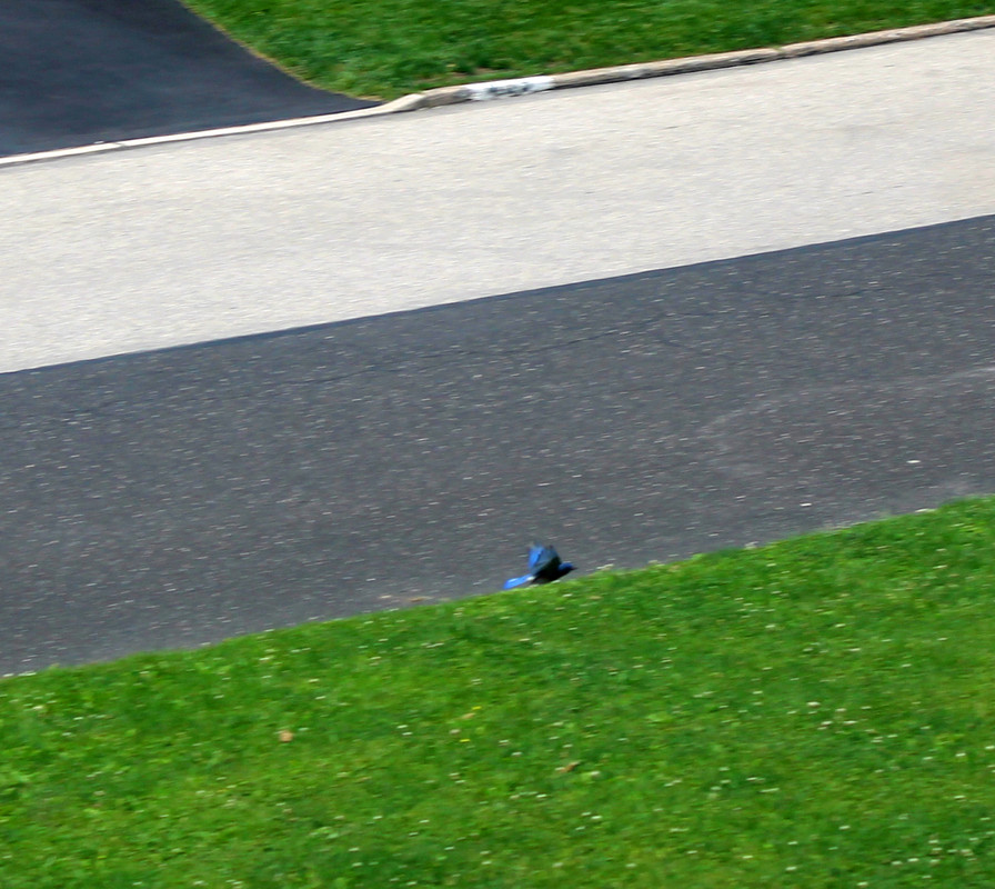 bluebird flight