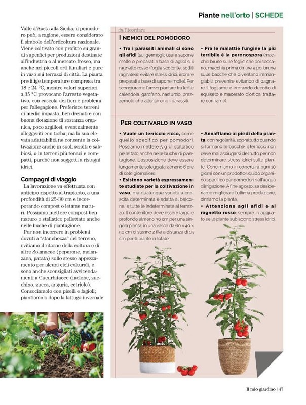 Il Mio Giar Lug-Ago 2021 (8)