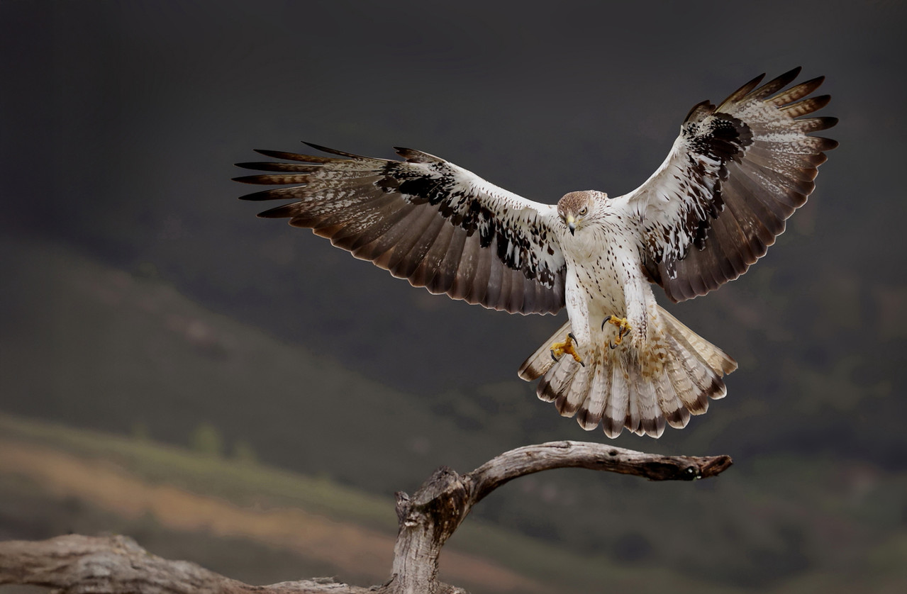 Havikarend, Extremadura, april 2025