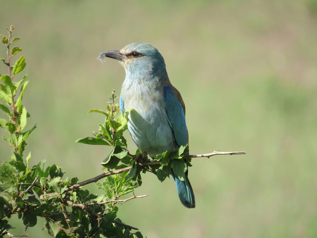 Wildlife in Tsavo East