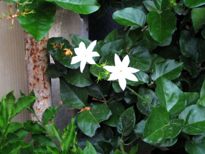 jasaminum_sambac_cvet