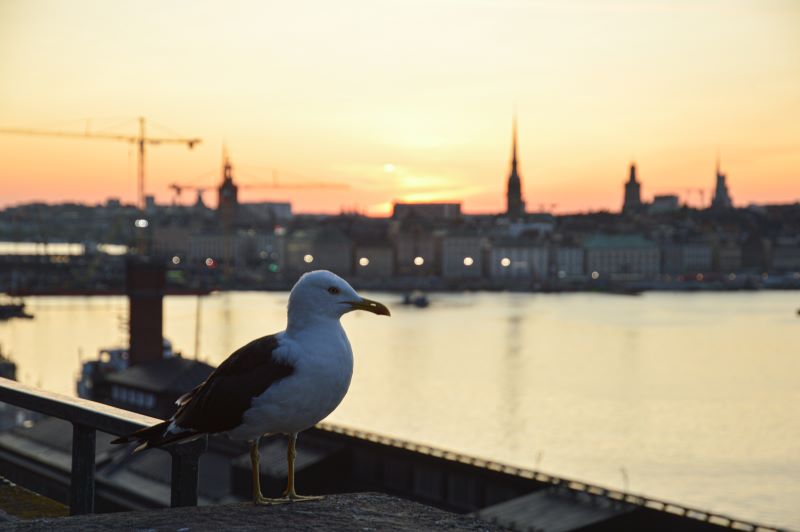Finlandia con finlandeses y un poco de Estocolmo - Blogs de Finlandia - Día 10: Estocolmo: Gamla Stan, Kungsholmen y Djugarden (15)