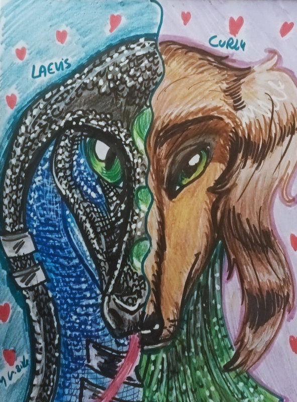 75-Laevis-Curly.jpg