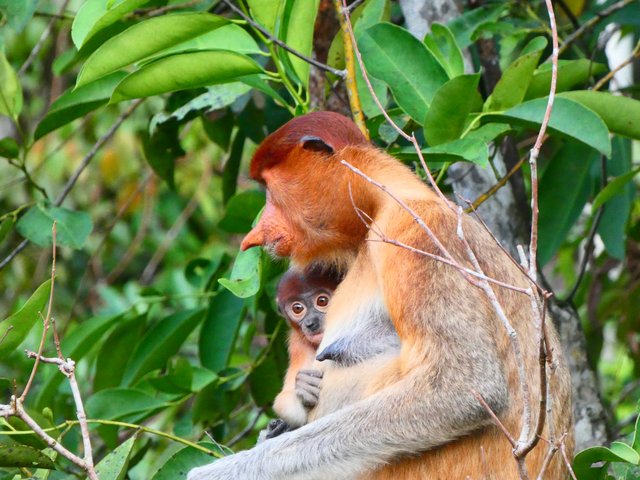 Indonesia 2023 (Borneo - Bali - Gili) - Blogs de Indonesia - --DÍA 4 (20 junio): Segundo día en Borneo (5)