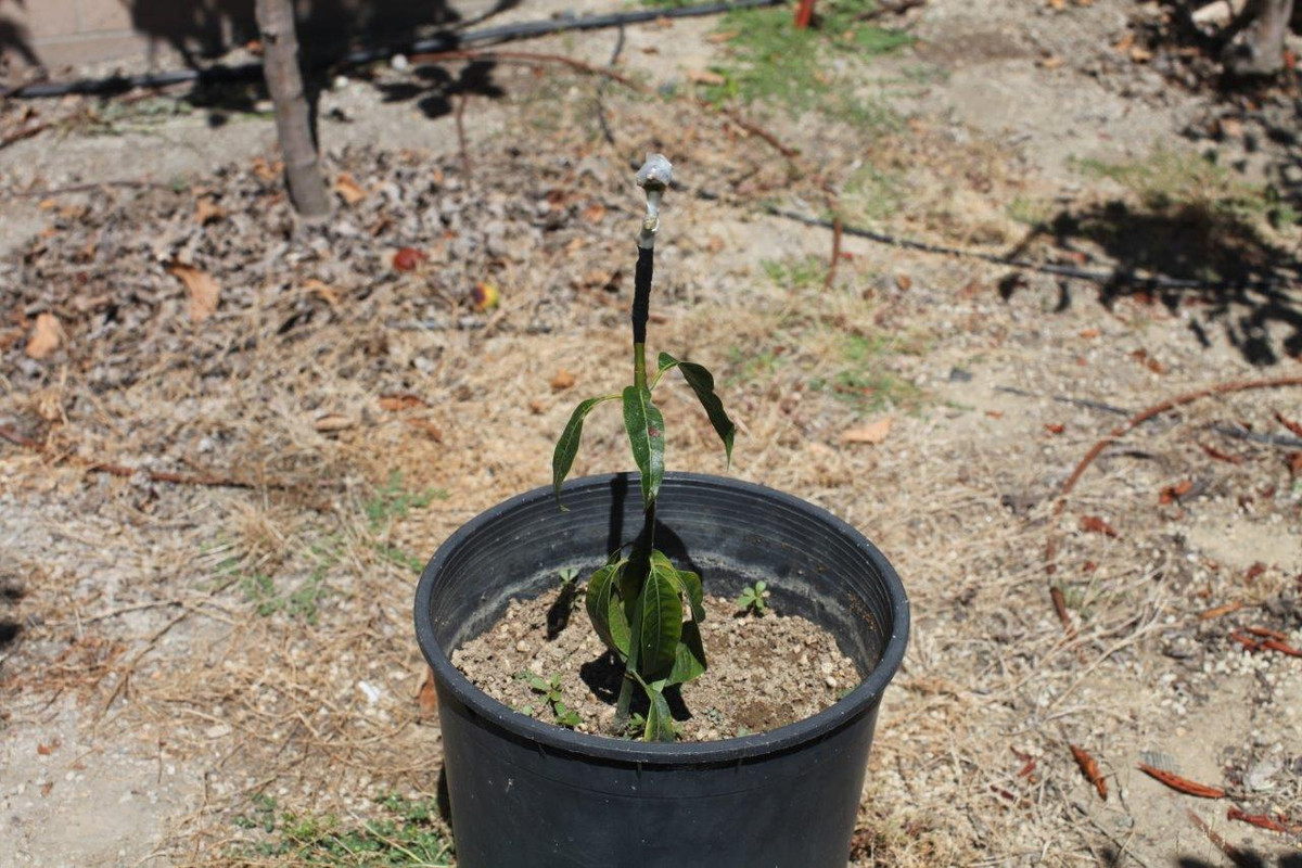 IMG_5120  Ataulfo Seedling after Lemon Zest Graf