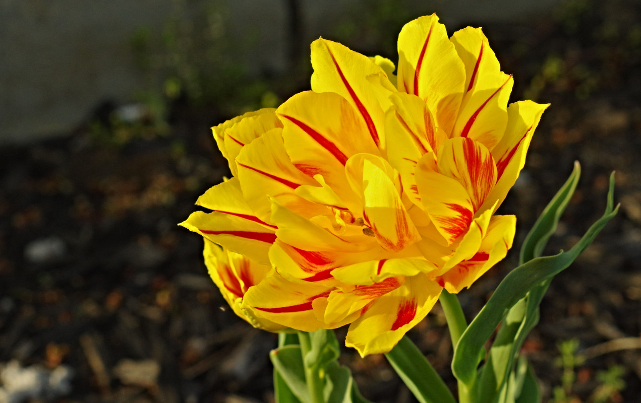 IMGP0456