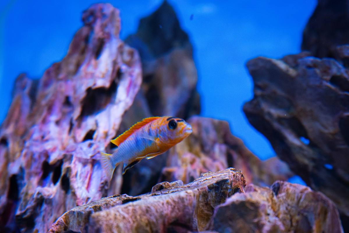 [Imagen: Labidochromis-Hongi-Red-Top-Macho-DSC-9614.jpg]