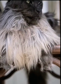 image.gif