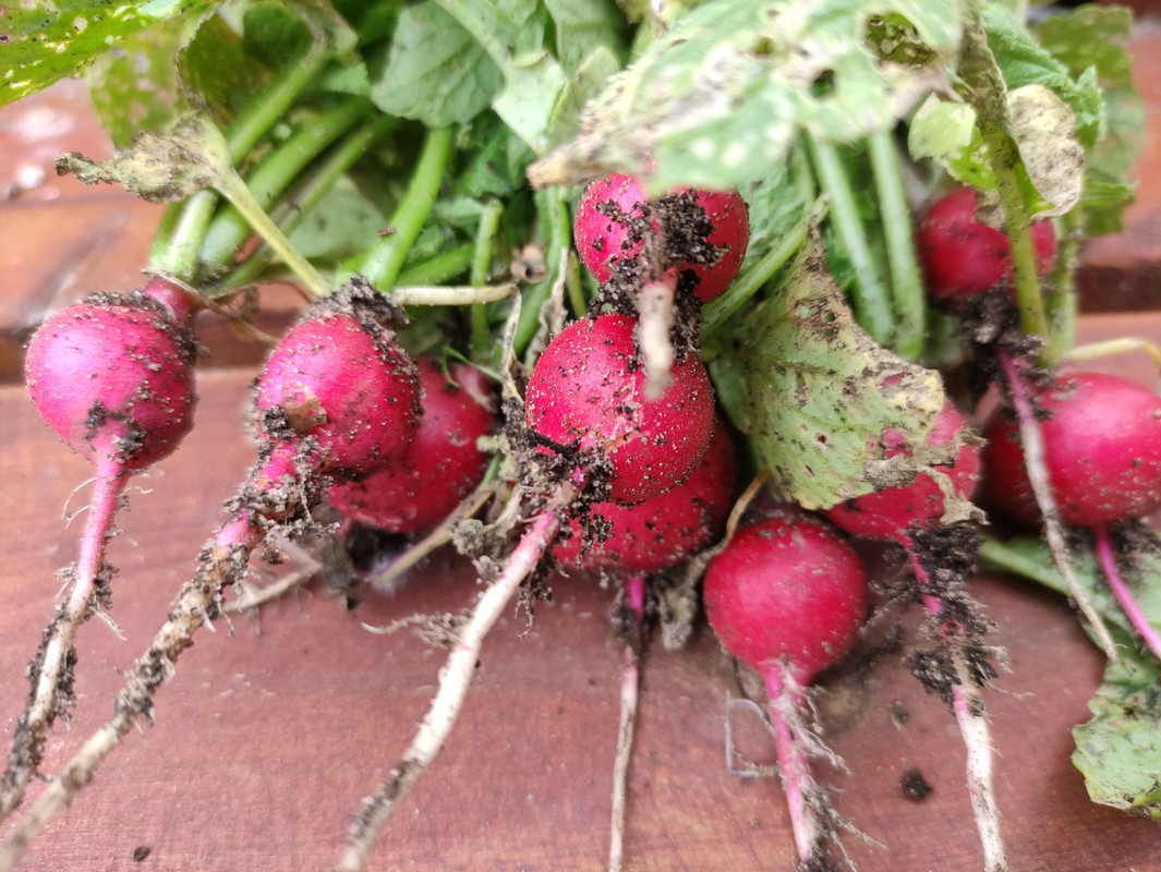 radish.jpg
