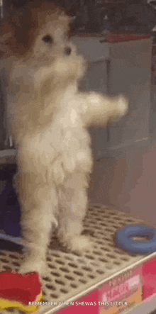 poodle-dancing-dog-poodle.gif