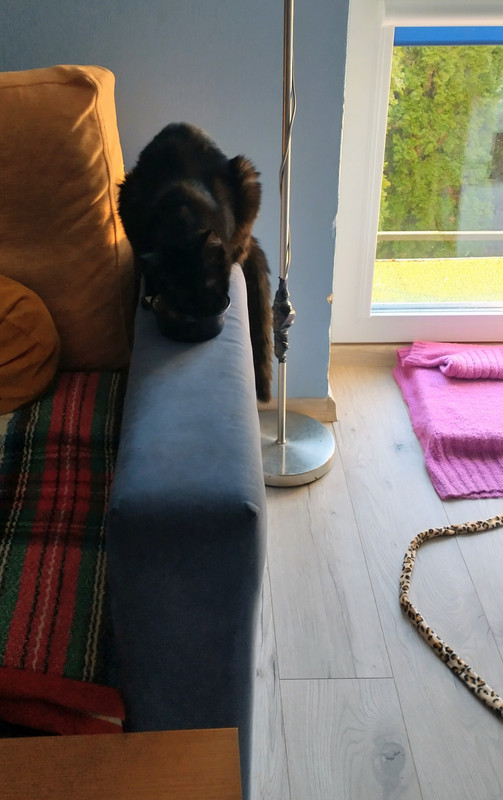 IMG 20260309 164438727 HDR 3