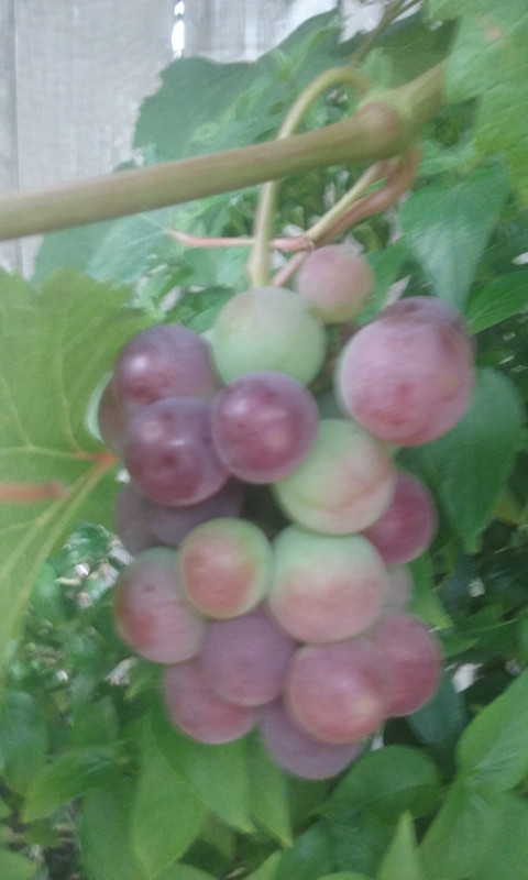 [Image: 20190624-081831.jpg]