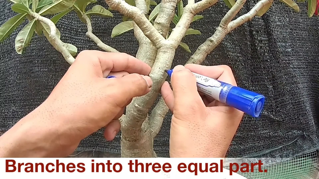 divide-branch-into-equal-parts.jpg