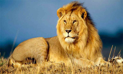 Top 10 Animals with Roles in Religion and Spiritual Beliefs
