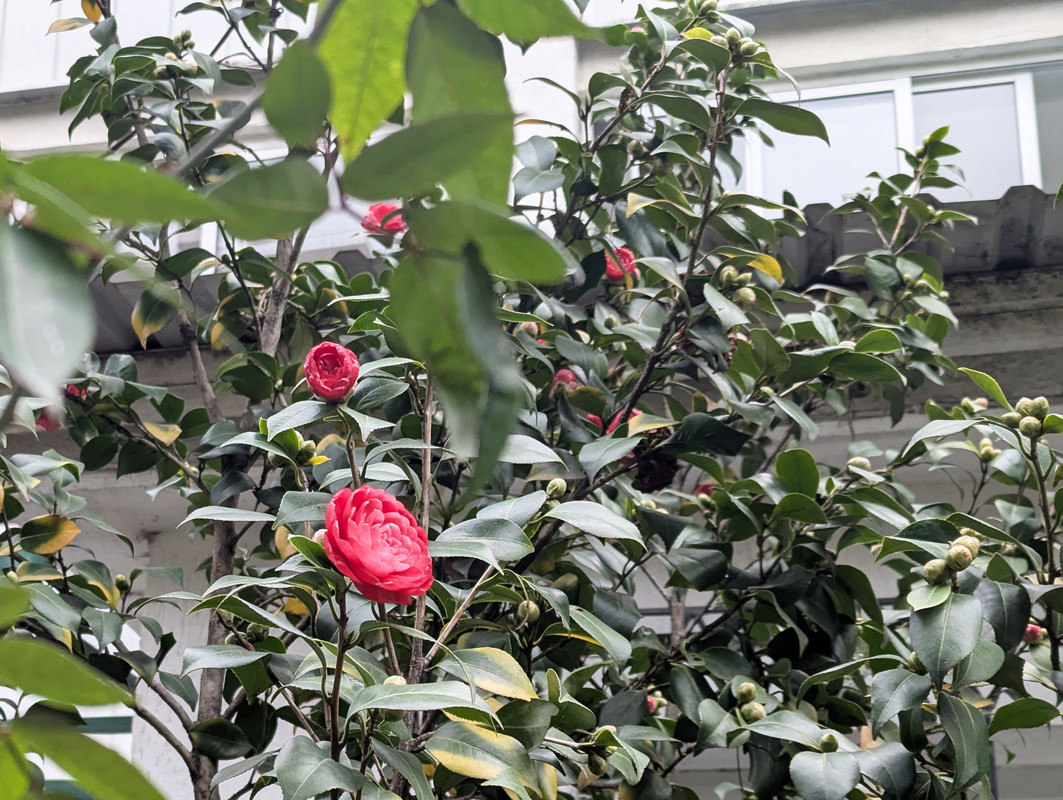 PXL_20250326_084155060.MP