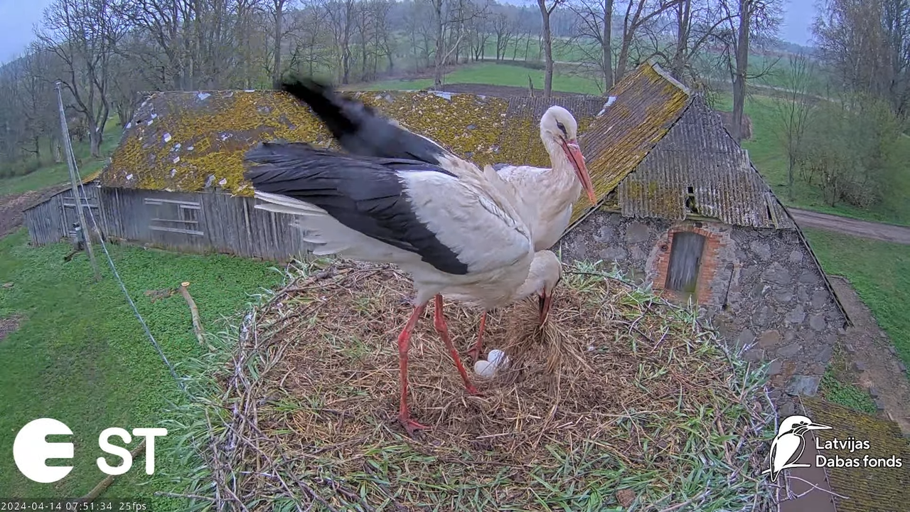 Baltie stārķi (Ciconia ciconia) Tukuma novadā - LDF tiešraide __ White storks in Tukums, Latvia 11-4