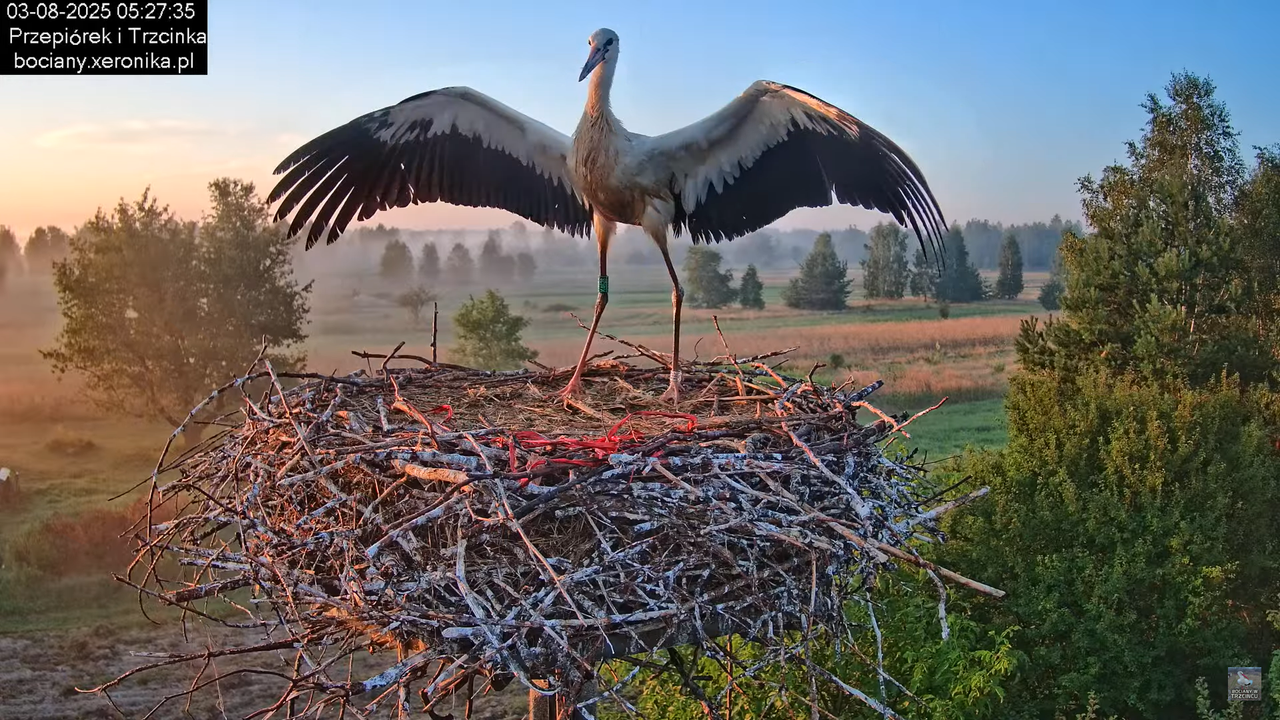 03082025bociany12