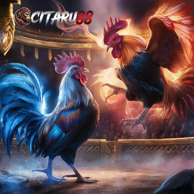 SV388: Situs Taruhan Sabung Ayam Online Resmi Akses Link Live Streaming Arena Filipina