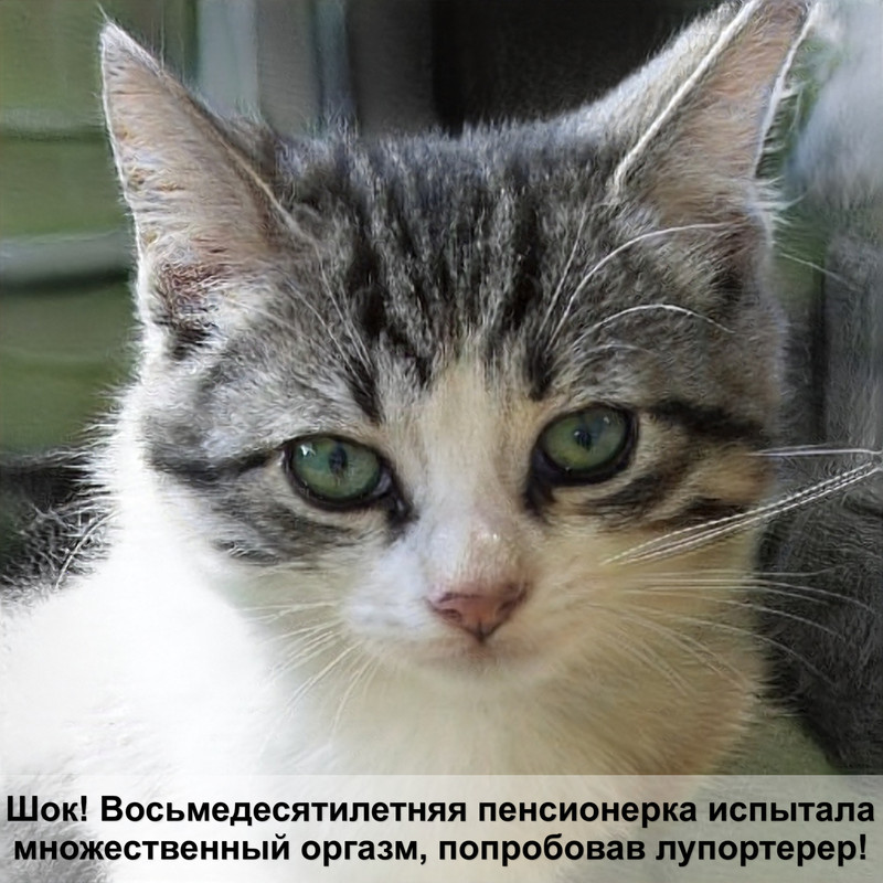 кошки с маленькими ушами