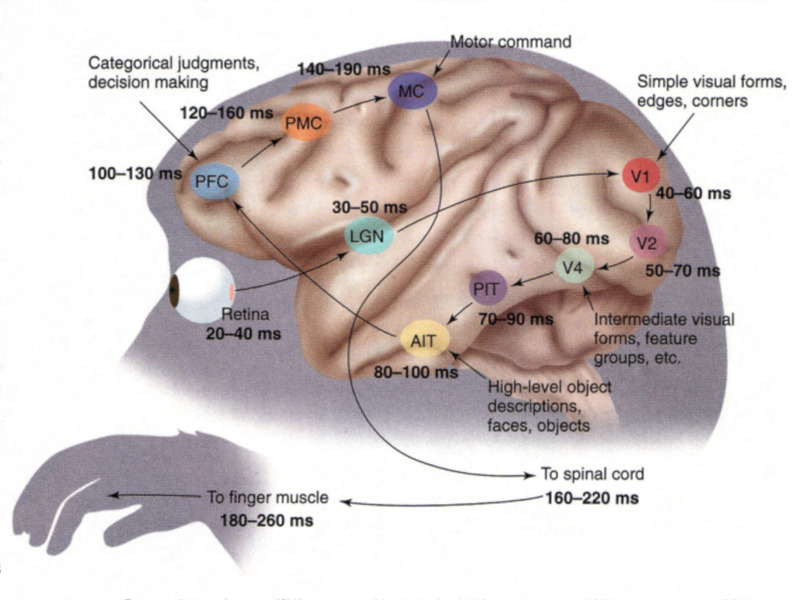 Neuroscience of reaction time