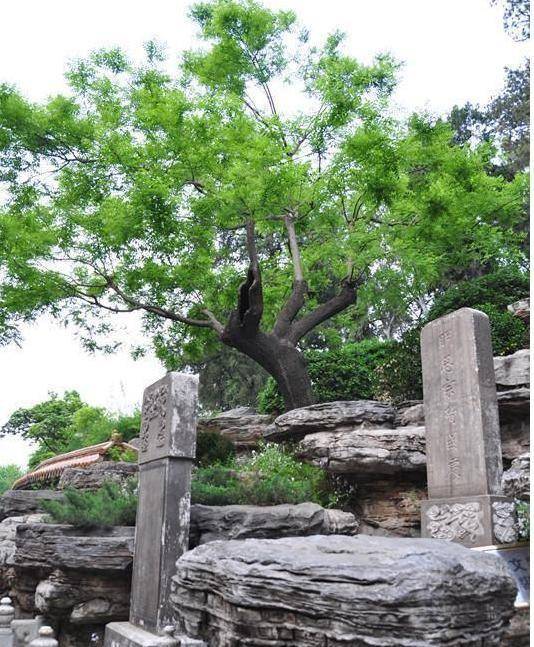 https://i.postimg.cc/rp7gj0k7/Distinguished-Scholar-Tree.jpg