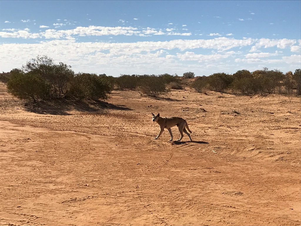 2019-Madigan-Line-Simpson-Desert-TRIP-2278.jpg