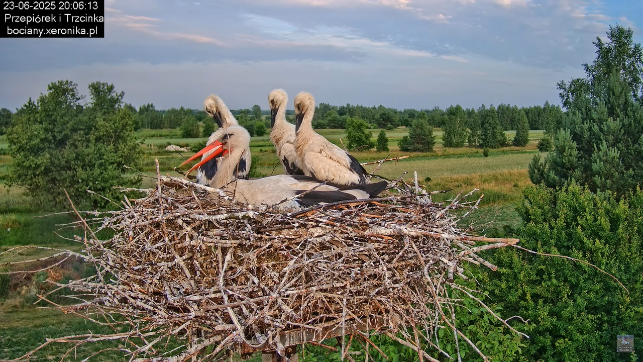 23062025bociany39