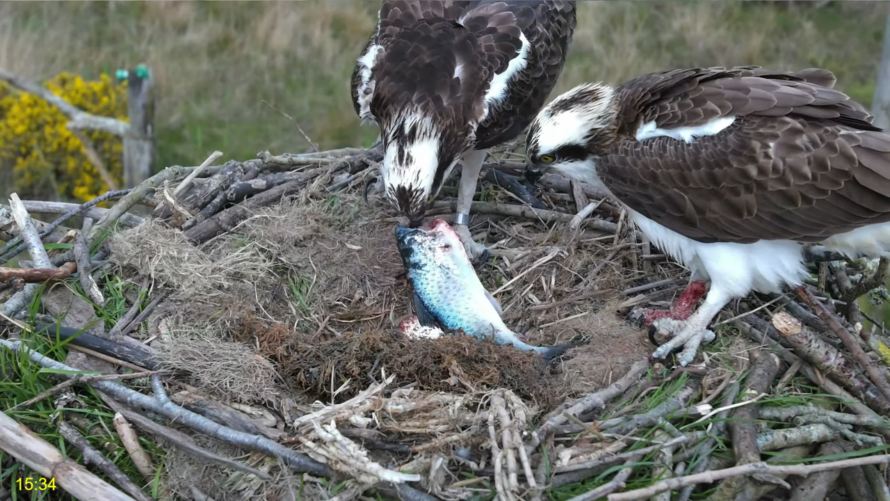 🦅 Dyfi Osprey projekts (VELSA)_ 2024. GADA TIEŠRAIDE 4K kvalitātē 🦅 8-37-14 screenshot