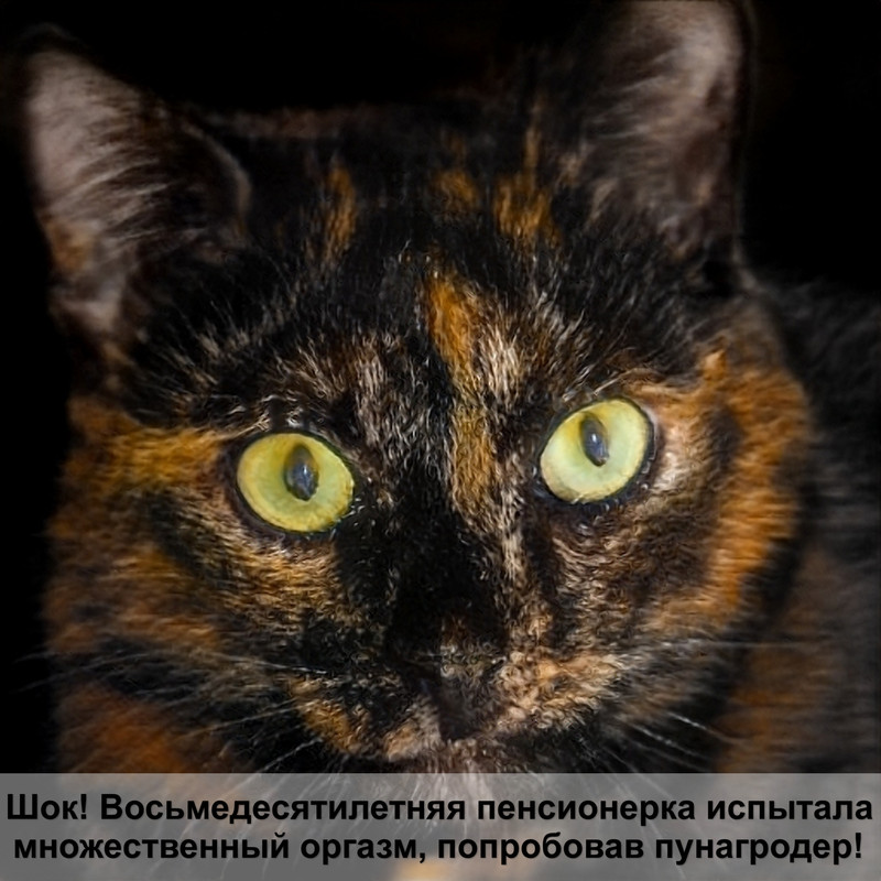 как сделать гамак для кошки