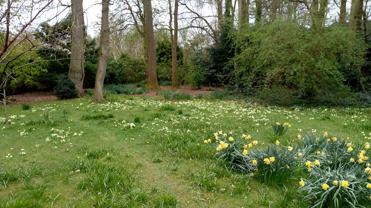Gravel path with foliage