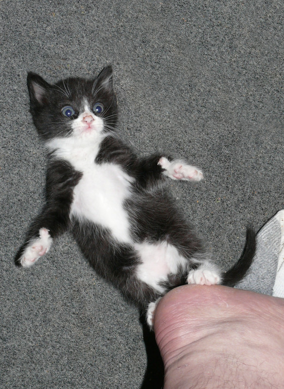 Mittens