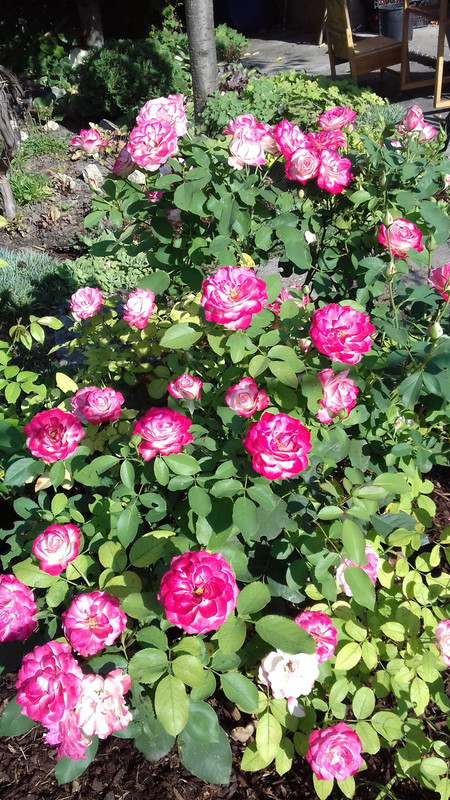 20190818_092041