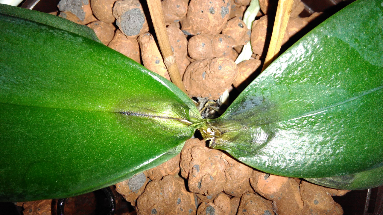 Phalaenopsis hat dunkle Verfärbungen an Blattbasis - was kann das sein? Bild3