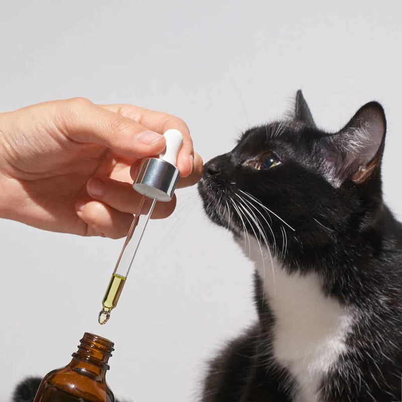 Why Buy CBD Oil For Cats