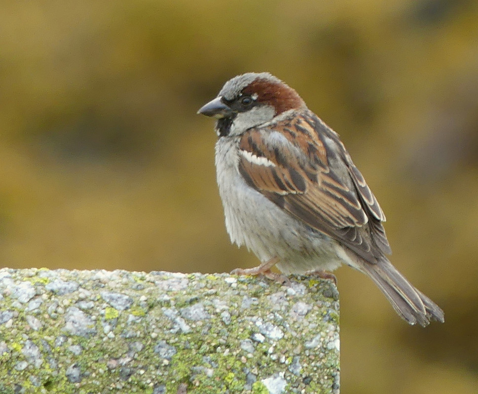 SPARROW 2 080724