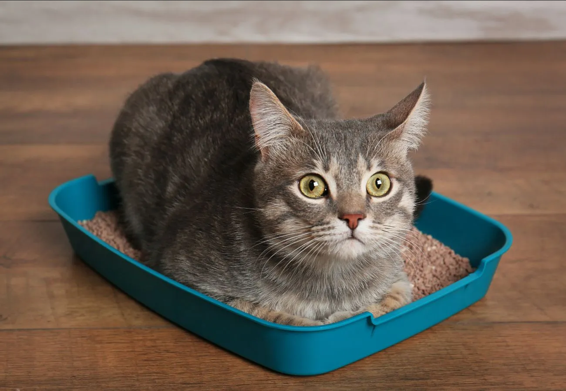 ¿Dónde colocar la caja de arena para gato?