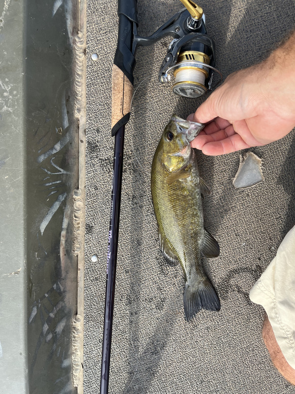 Latest Catch Pics Thread - Page 597 - Fishing Reports - Bass Fishing Forums