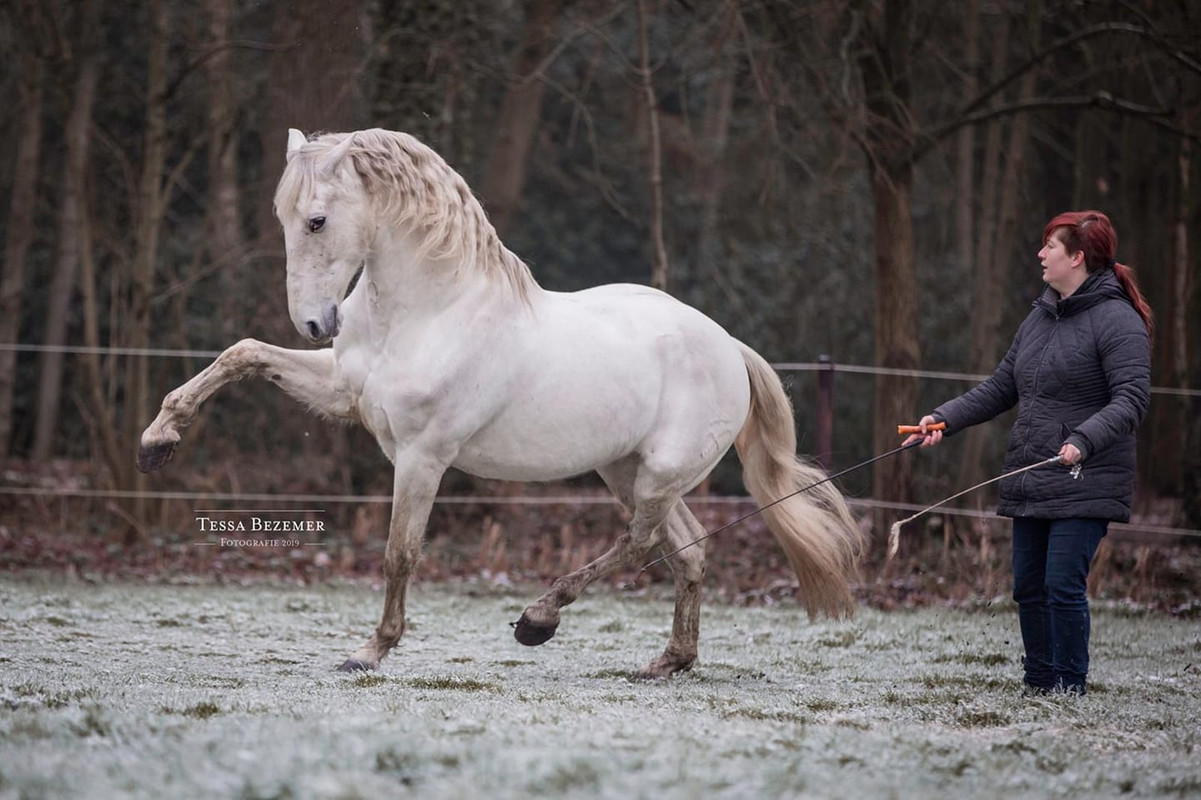 Nikki van olst vrijheidsdressuur equiday paarden training
