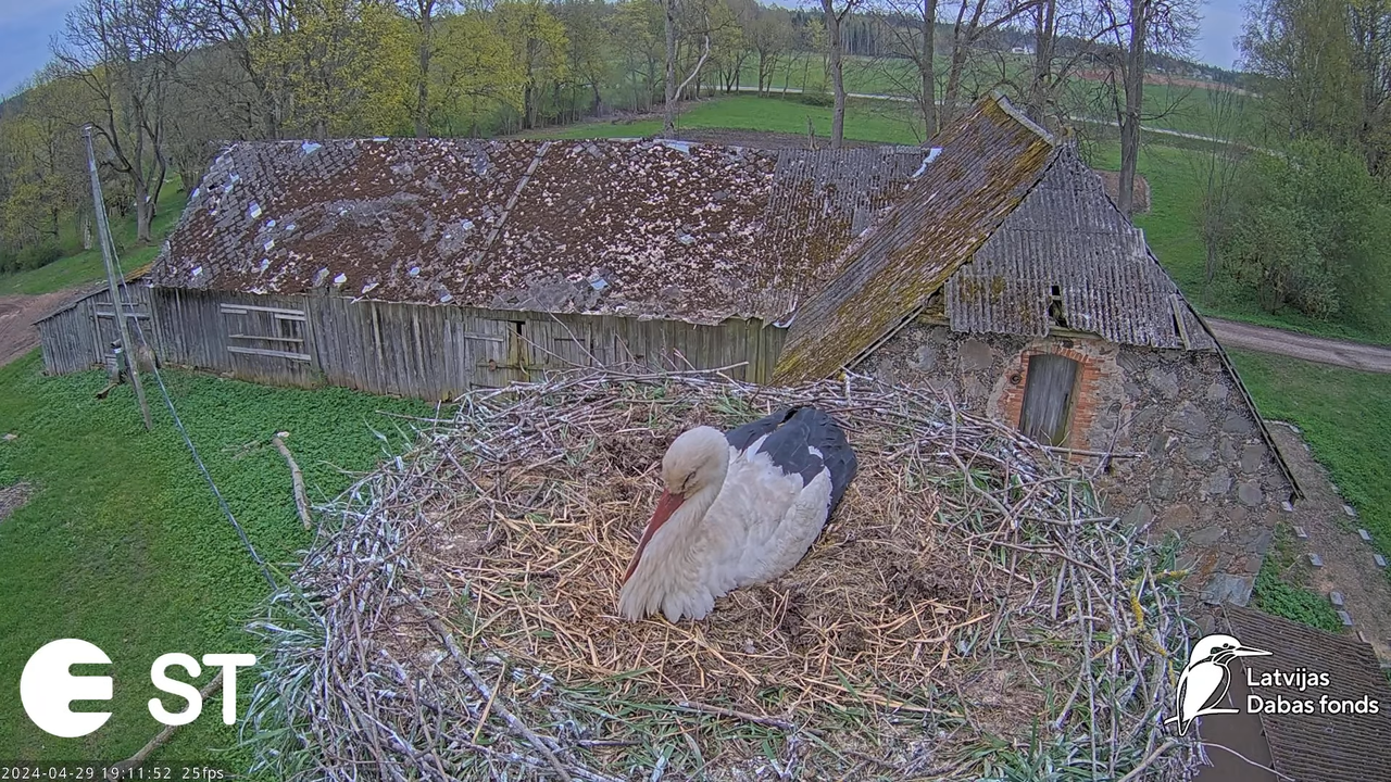 Baltie stārķi (Ciconia ciconia) Tukuma novadā - LDF tiešraide __ White storks in Tukums, Latvia 10-5