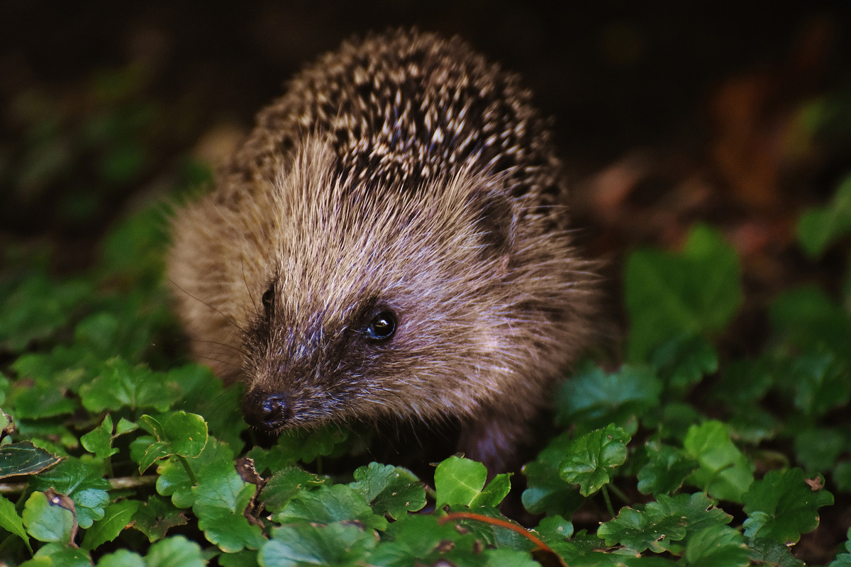 brownhedgehogourgarden.jpg