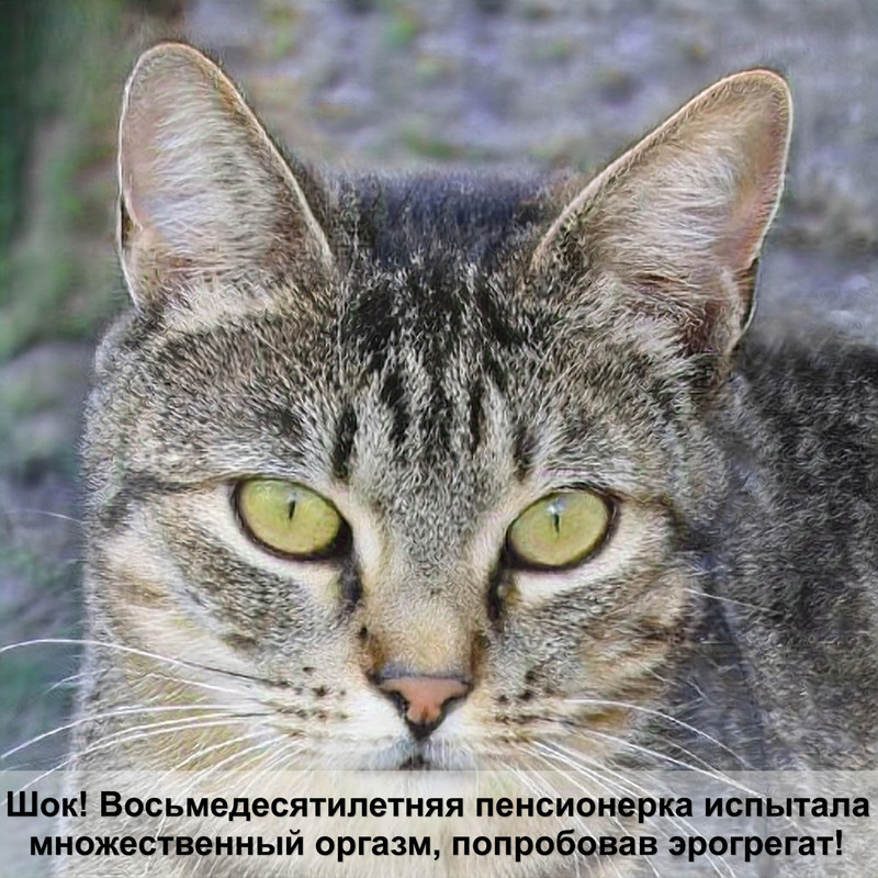 окрасы шотландских кошек темные