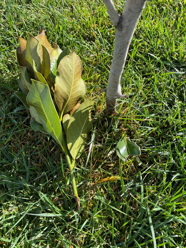 Magnolia