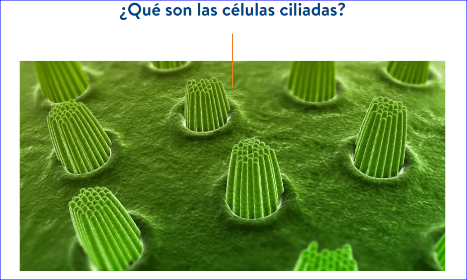 CÉLULAS CILIADAS