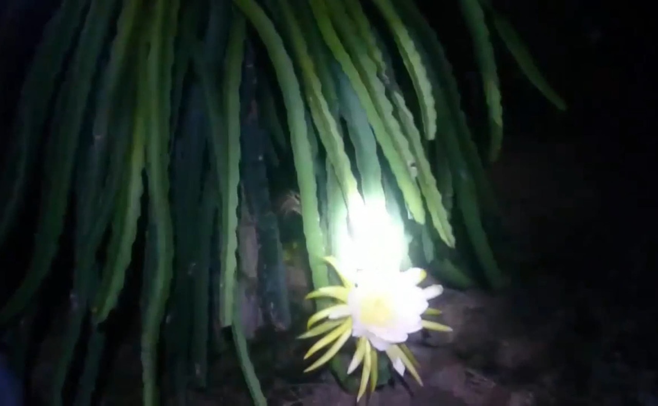 dragon-fruit-flower-at-night.jpg