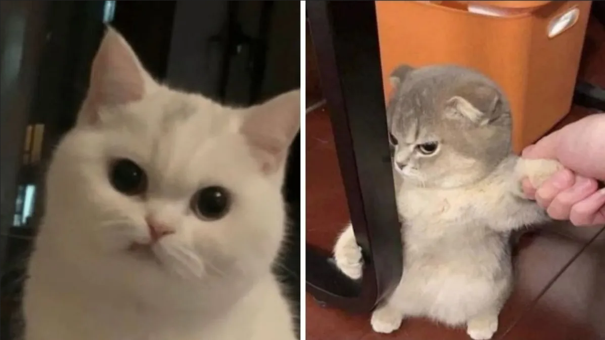 ¿Estás triste? Mira los seis mejores memes de gatitos