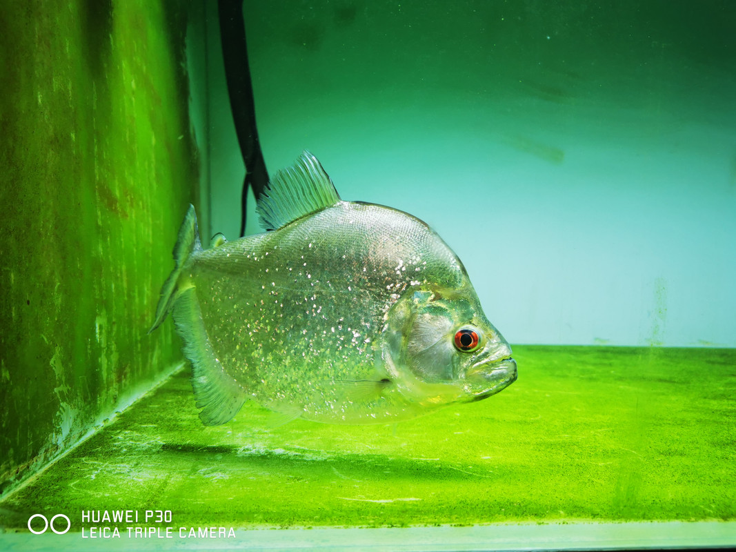 storageemulated0DCIMCameraIMGpiranha1