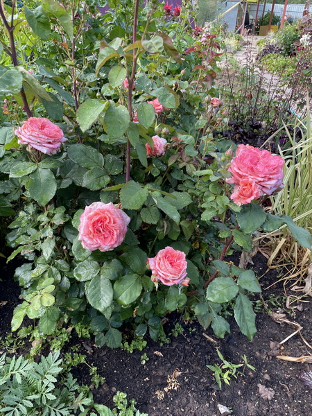 https://i.postimg.cc/rpJvK43W/IMG-5393.jpg
