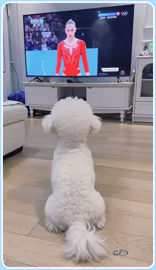 090726-caniche-gym-devant-TV-gymnastique