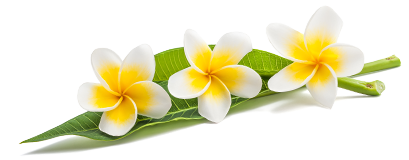 frangipanis-decore