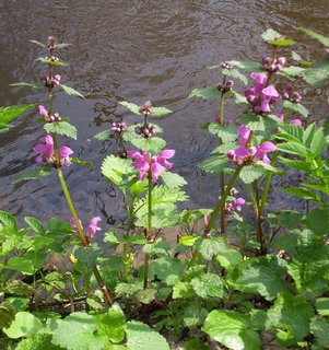Lamium-maculatum-cm01